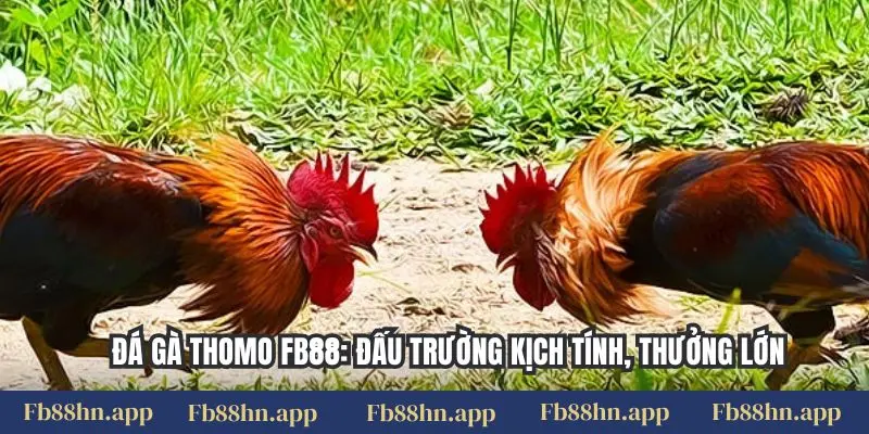 Đá Gà Thomo Fb88: Đấu Trường Kịch Tính, Thưởng Lớn